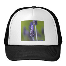 Lavanda Gorros