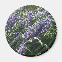 Lavanda hermosa de Provence del francés Imán De Frigorífico