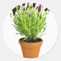 Lavanda hermosa en el pote en el Backgro blanco Etiquetas Redondas