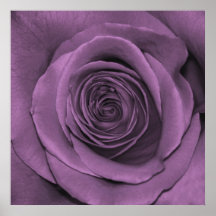 Lavanda hermosa subió posters