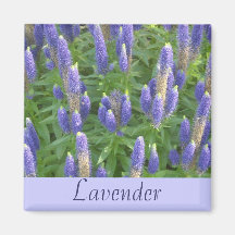 Lavanda Iman De Frigorífico