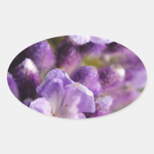 Lavanda Pegatina De Óval