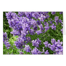 Lavanda Tarjeton