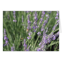 Lavanda y abeja felicitacion 