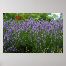 Lavanda y rojo poster