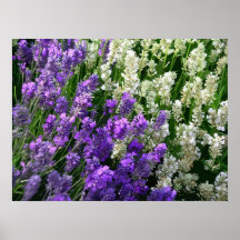 LAVENDAR 2 IMPRESIONES