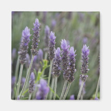 Lavendar púrpura imán de frigorifico