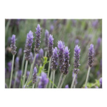 Lavendar púrpura invitacion personal 