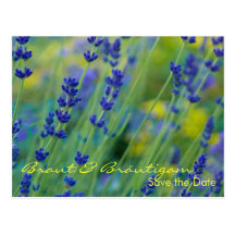 Lavendel • Ahorre la fecha Postkarte Tarjeta Postal