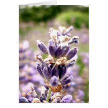 Lavendel Karten