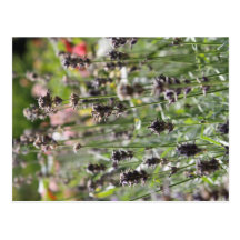 lavendel postkarte