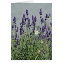 Lavendel wenskaart
