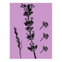 lavender in summer postkarte