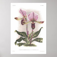 Lawrenceanum del Cypripedium Poster