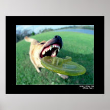 Layla, perro del disco volador poster