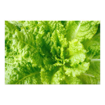 Lechuga Arte Fotografico