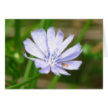 Lechuga azul tarjetas