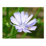 Lechuga azul tarjetas postales