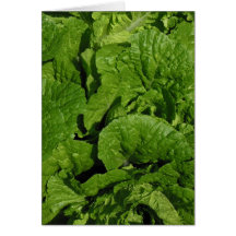 Lechuga Felicitación