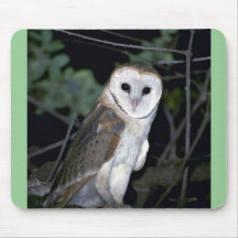 Lechuza común común, Tyto alba, California, los E. Tapete De Raton
