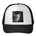 Lechuza común común, Tyto alba, California, los E. Gorras