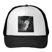 Lechuza común común, Tyto alba, California, los E. Gorras
