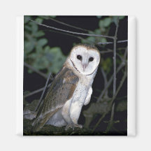 Lechuza común común, Tyto alba, California, los E. Iman