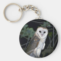 Lechuza común común, Tyto alba, California, los E. Llaveros