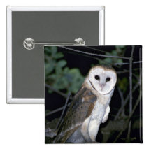 Lechuza común común, Tyto alba, California, los E. Pins