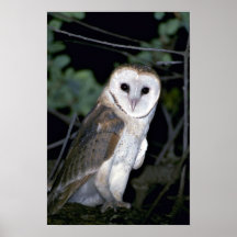 Lechuza común común, Tyto alba, California, los E. Poster