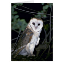 Lechuza común común, Tyto alba, California, los E. Tarjetas