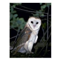 Lechuza común común, Tyto alba, California, los E. Postales