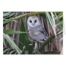 Lechuza común - Joe Sweeney - tarjeta