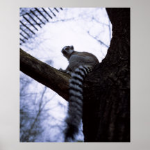 Lemur asentado impresiones