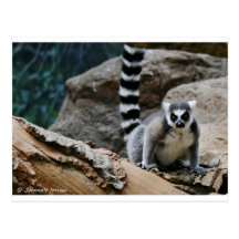 Lemur atado anillo postal