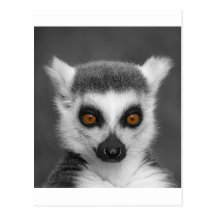 Lemur atado anillo tarjeta postal