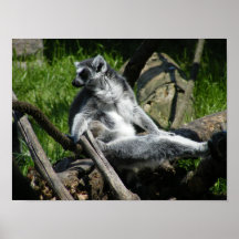 Lemur de la Anillo-Cola Posters