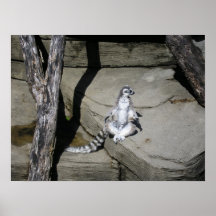 Lemur de la cola del anillo impresiones