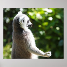 Lemur de la yoga impresiones