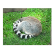 Lemur el dormir en hierba tarjetas postales