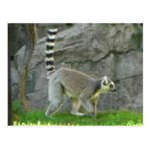 Lemur Postales