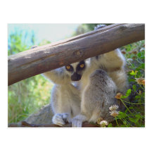 Lemur que mira a escondidas la postal