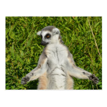 Lemur que toma el sol tarjeta postal