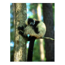 Lemur superado en árbol tarjeta postal