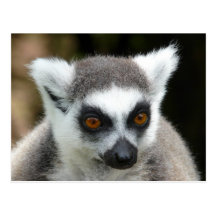 Lemur Tarjetas Postales