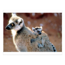 Lemur y bebé del Ringtail Tarjeta Postal