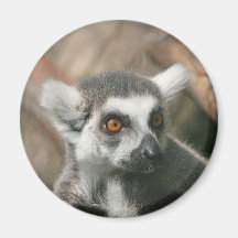 lemura imán para frigorífico