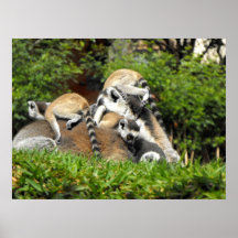 Lemurs atados anillo juguetón del bebé impresiones