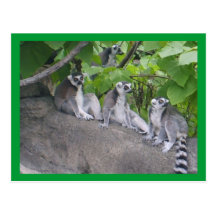 Lemurs de Leapin Postales