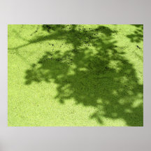 Lenteja de agua y sombras posters